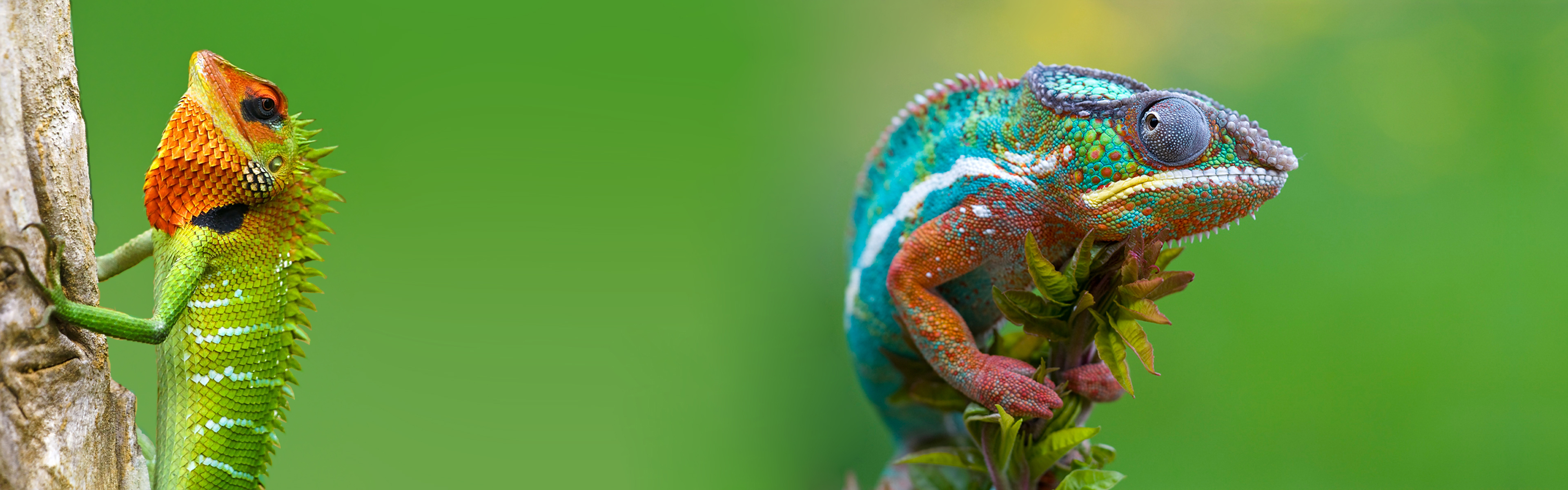 Two colorful lizards on branches