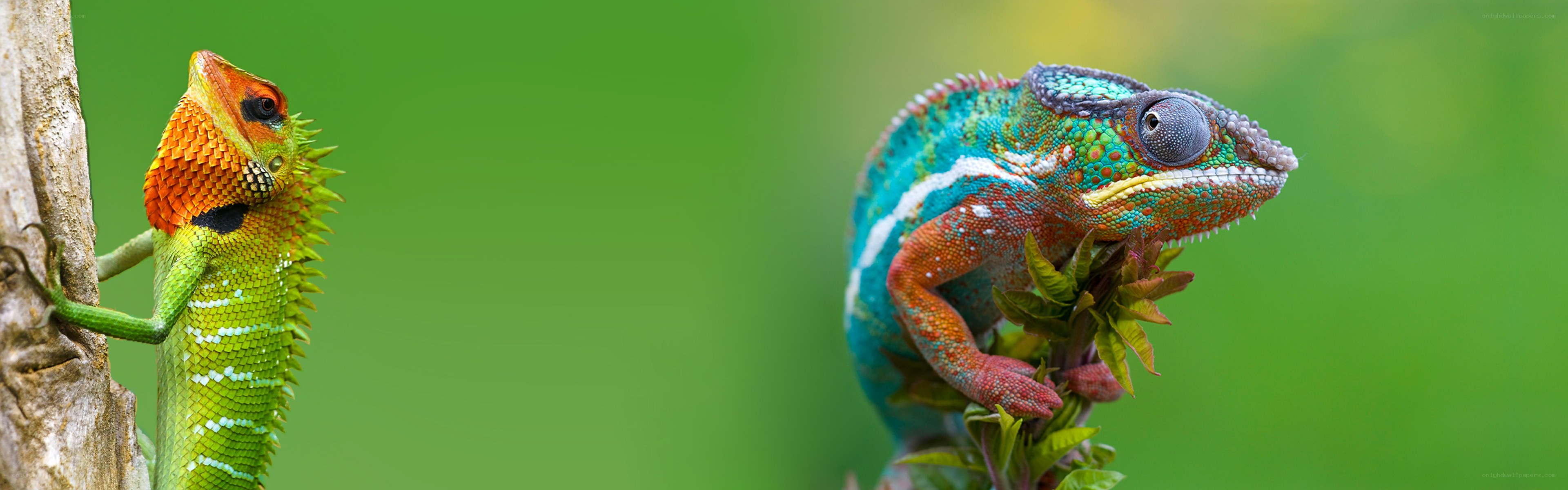 Two colorful lizards on branches