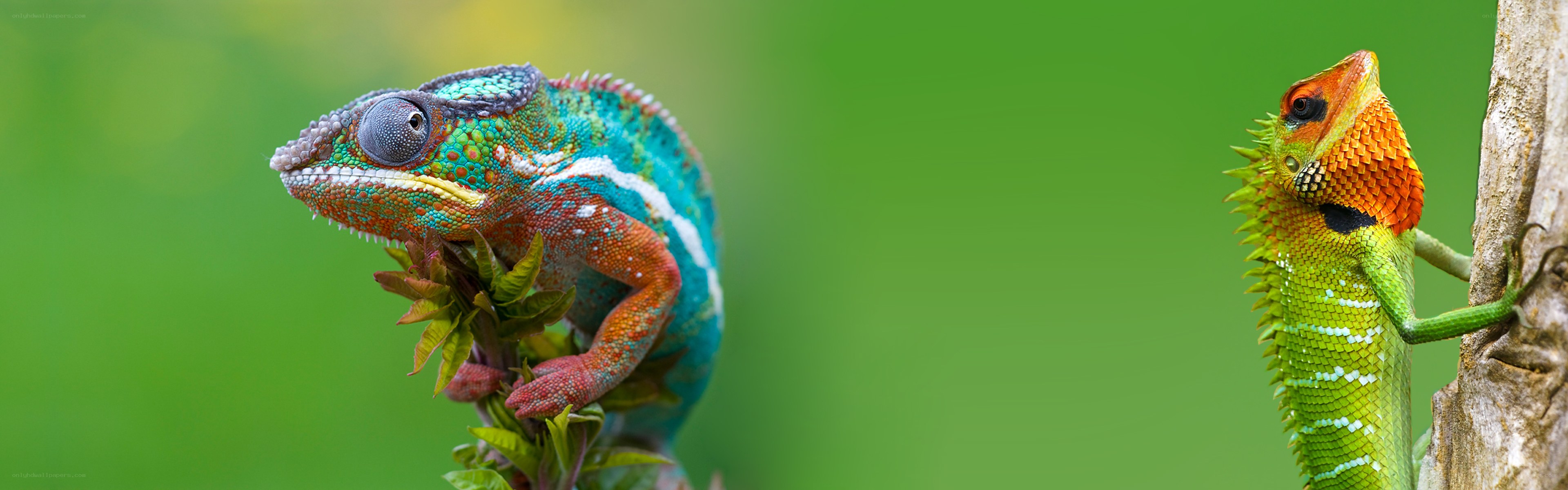 Two colorful lizards on branches