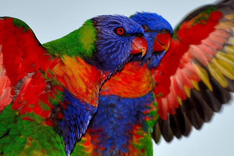 Two colorful lorikeets in flight
