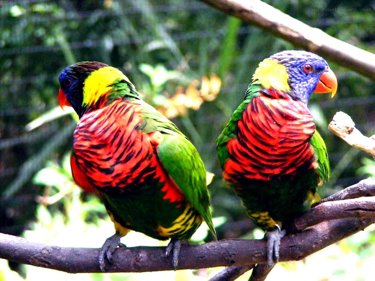 Two colorful lorikeets on a branch