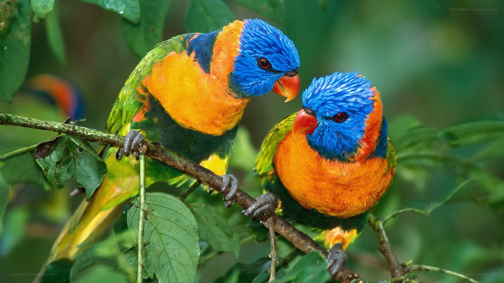 Two colorful lorikeets on a branch