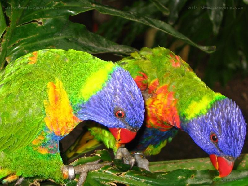 Two colorful lorikeets on a leaf