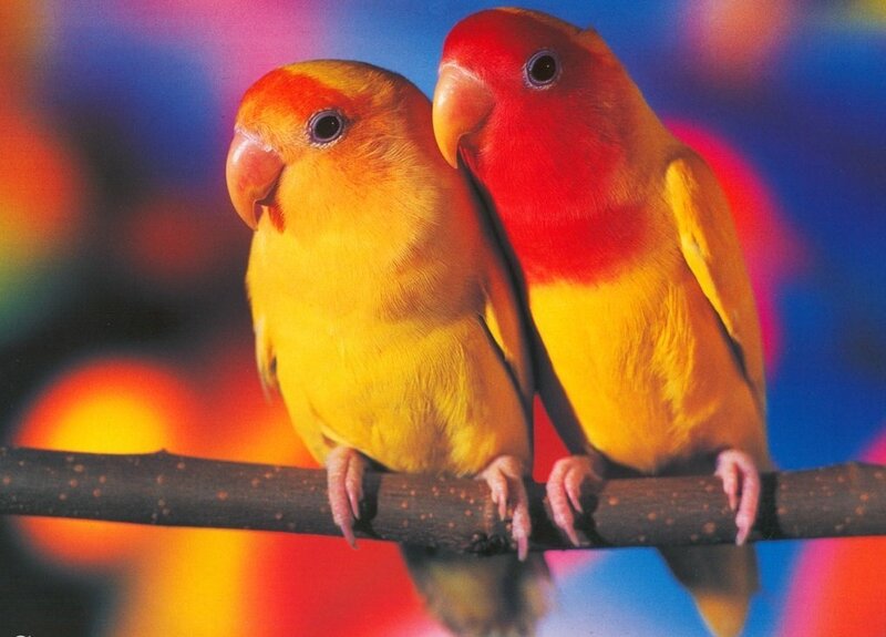 Two colorful lovebirds on a branch
