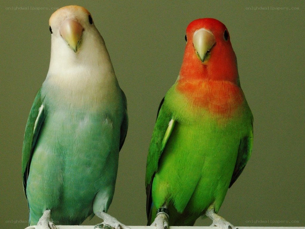 Two colorful lovebirds