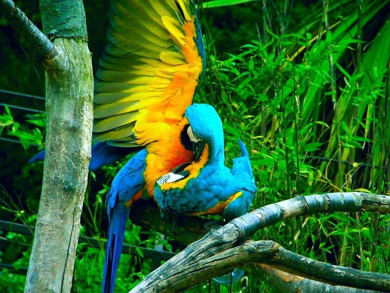 Two colorful macaws on a branch