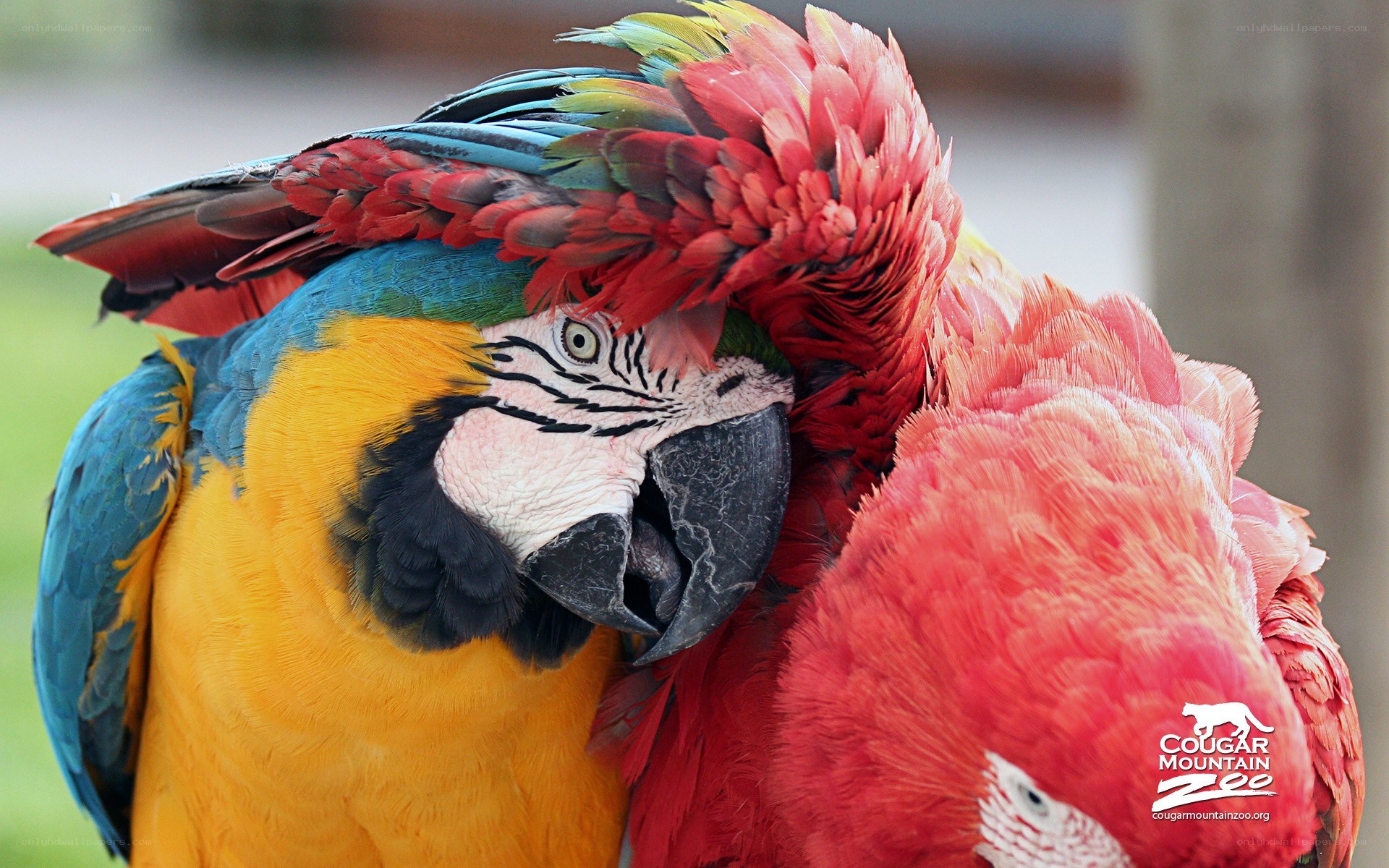 Two colorful macaws together
