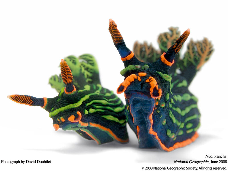 Two colorful nudibranchs