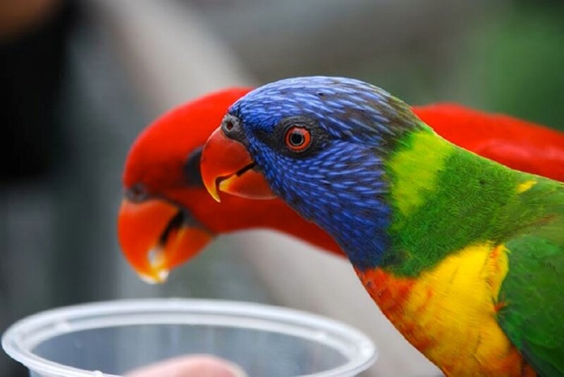 Two Colorful Parrots — Blue