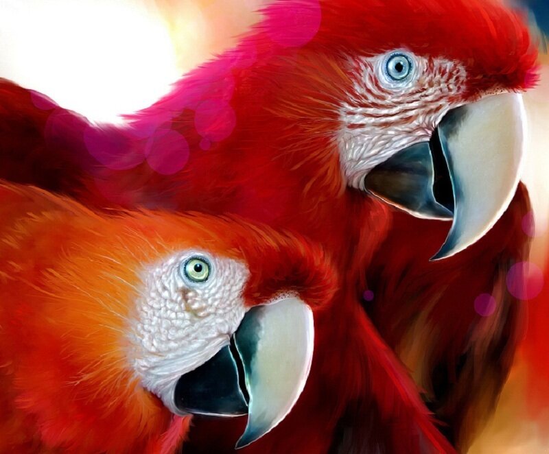 Two colorful parrots close-up