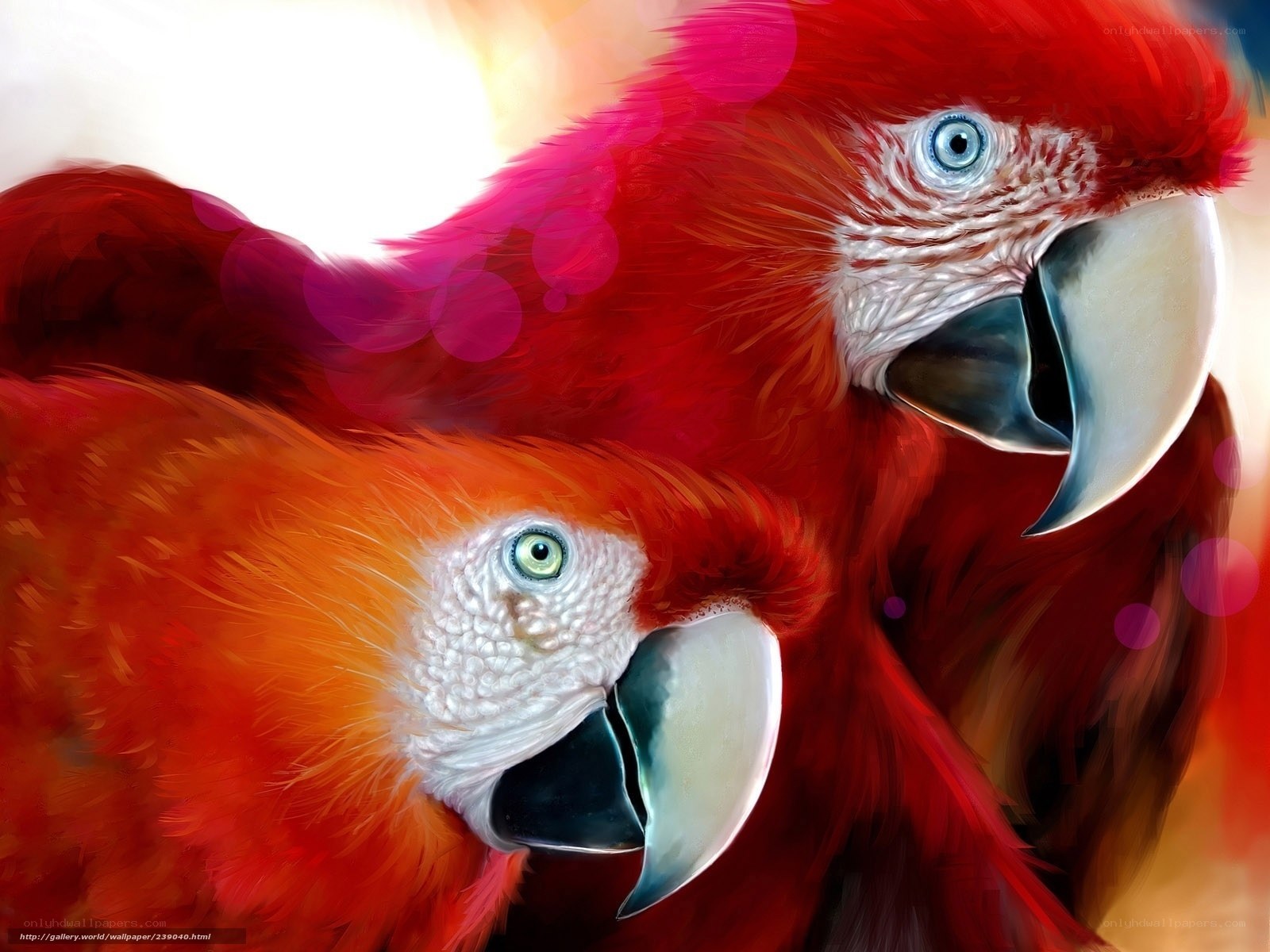 Two colorful parrots close-up