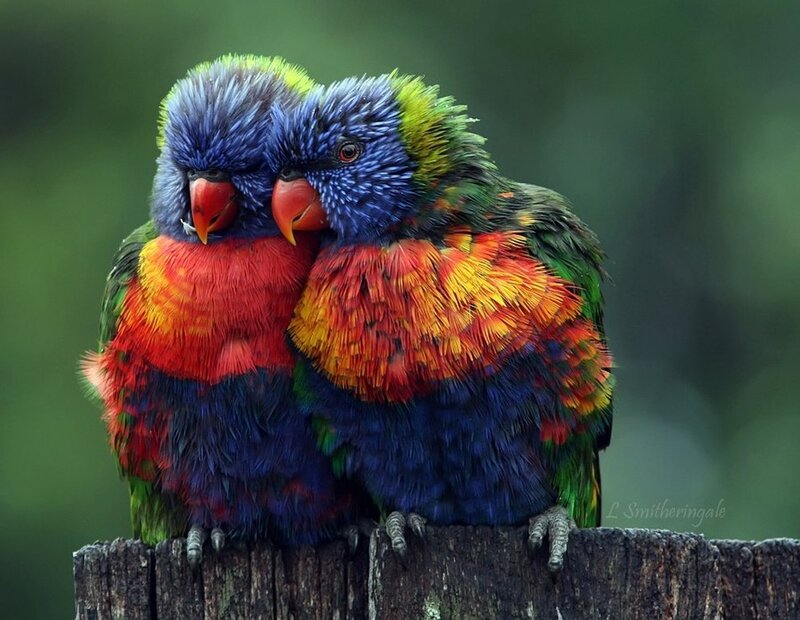 Two colorful parrots cuddling