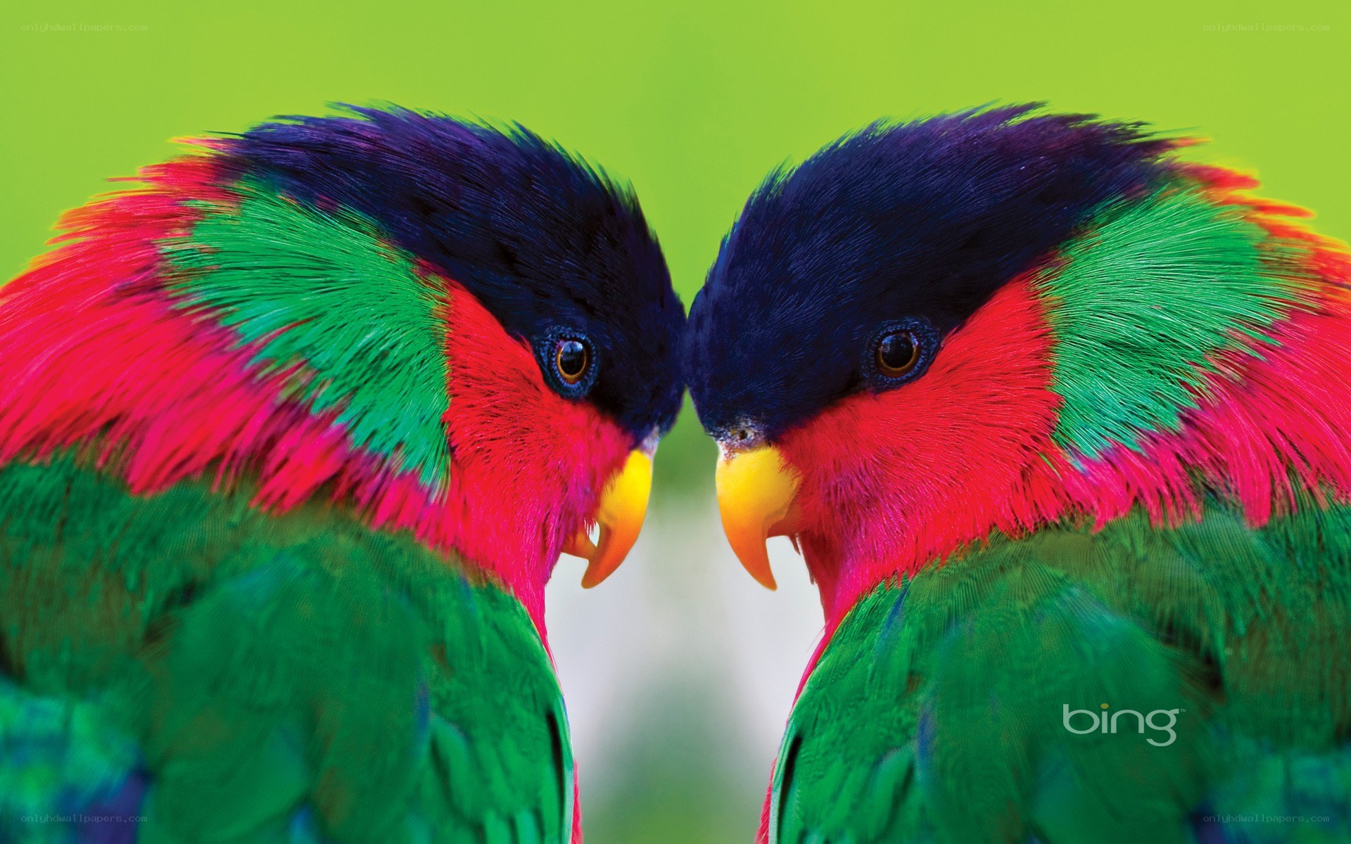 Two colorful parrots facing each other