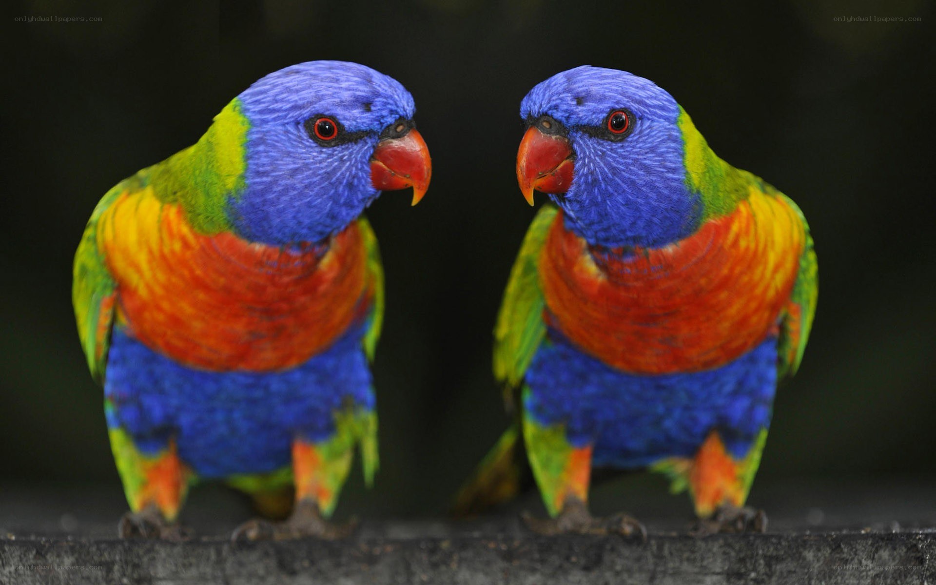 Two colorful parrots facing each other