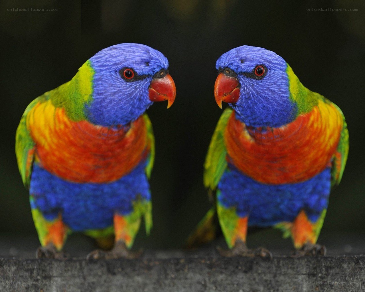 Two colorful parrots facing each other