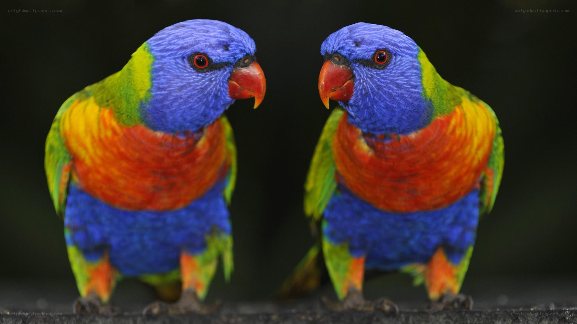 Two colorful parrots facing each other