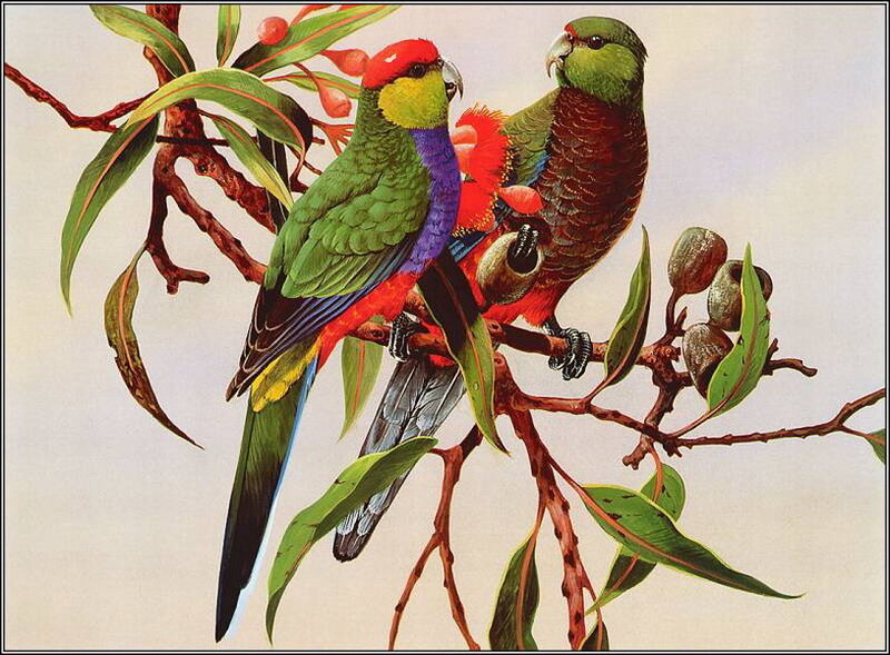 Two Colorful Parrots — Green, Calm, Illustration