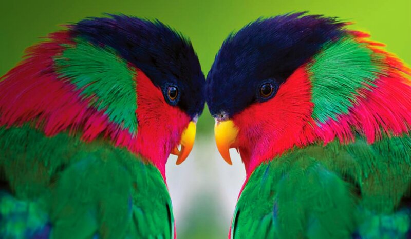 Two Colorful Parrots — Green, Calm, Photograph