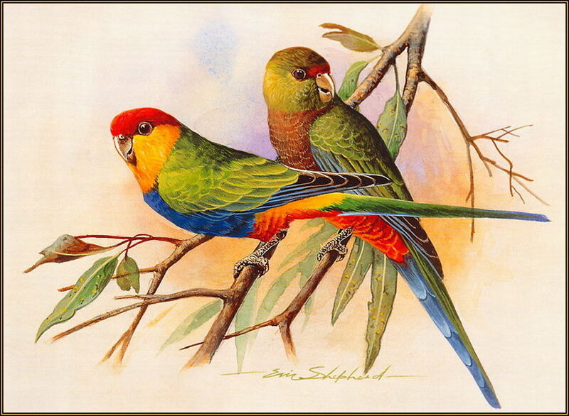 Two Colorful Parrots — Green, Calm