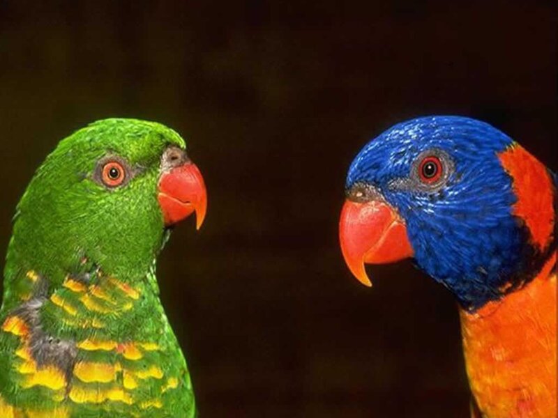 Two Colorful Parrots — Green