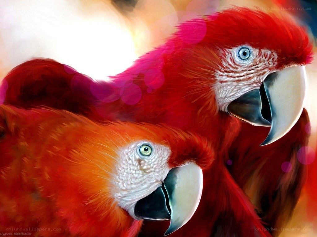 Two colorful parrots in close-up