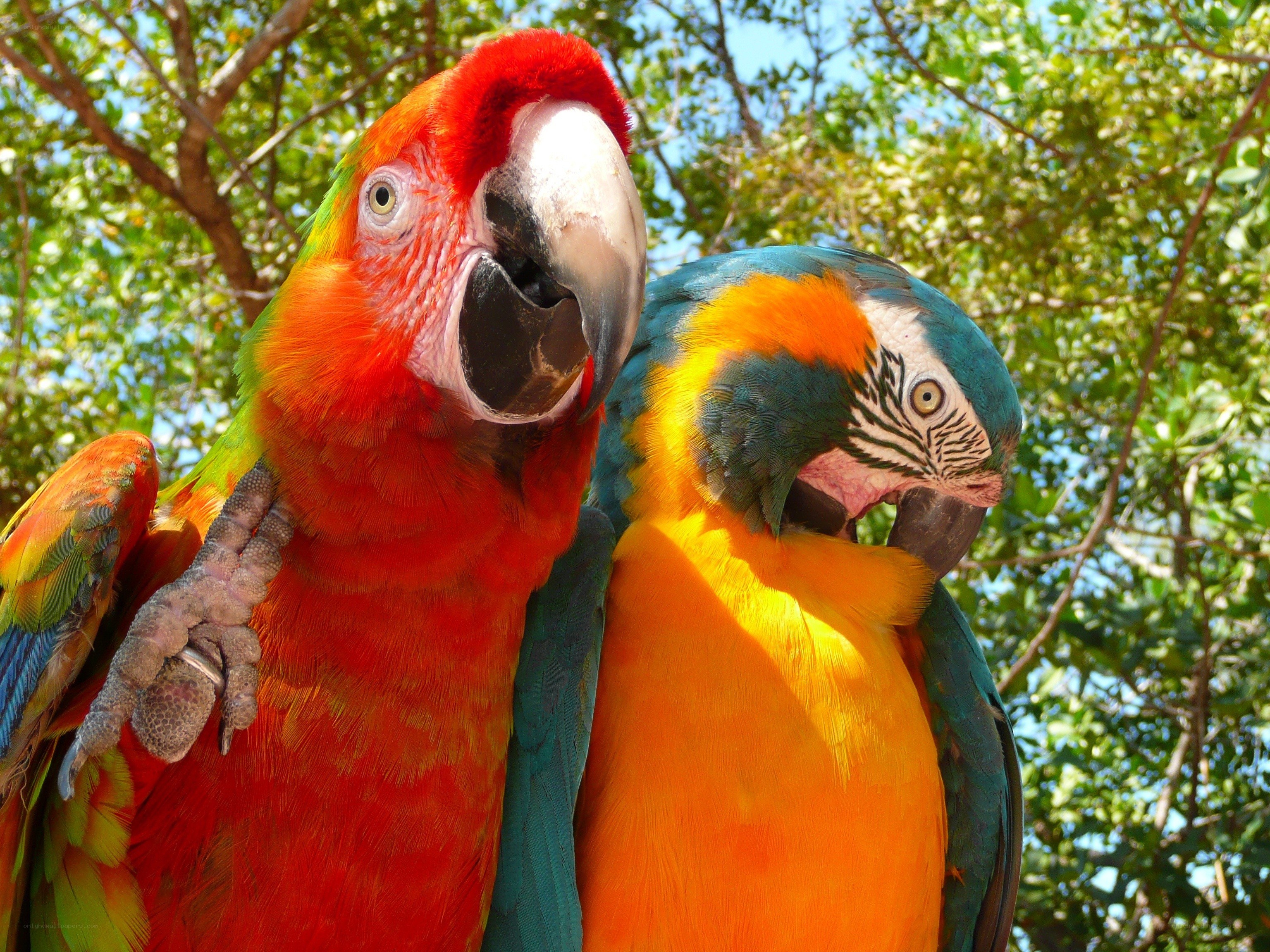 Two colorful parrots in trees