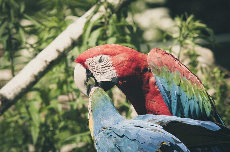 Two colorful parrots interacting