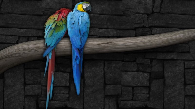 Two colorful parrots on a branch