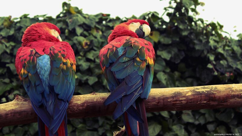 Two colorful parrots on a branch