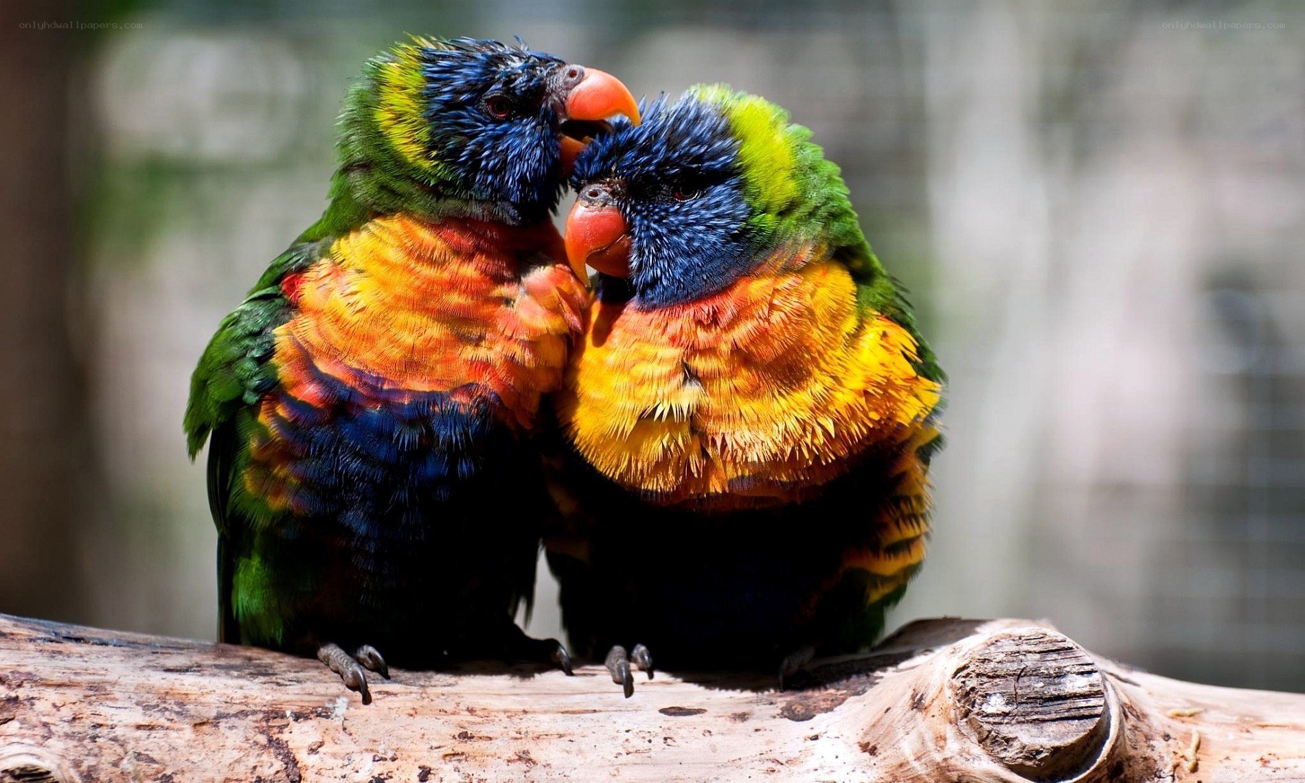 Two colorful parrots on a branch