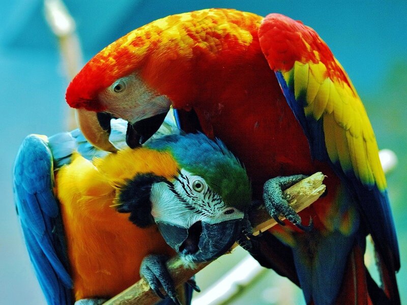 Two colorful parrots on a branch