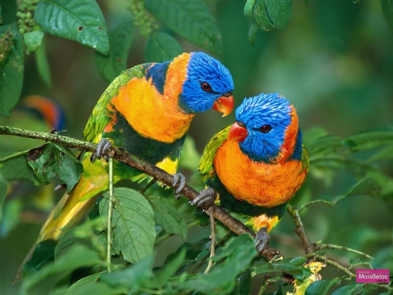 Two colorful parrots on a branch