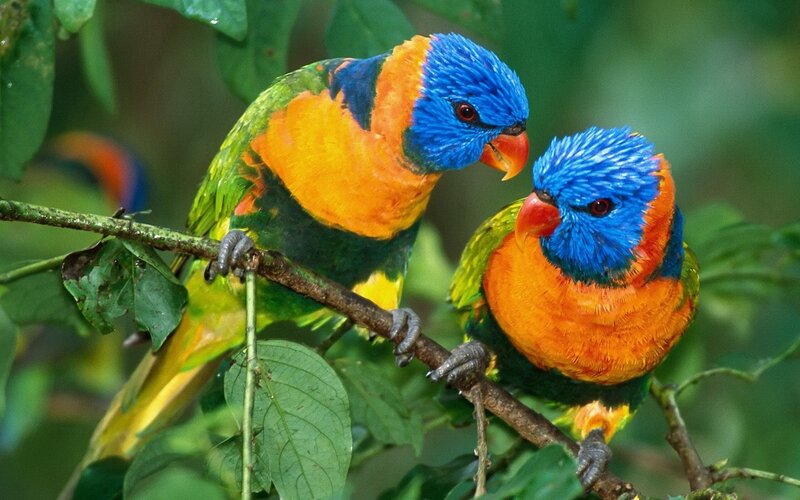 Two colorful parrots on a branch
