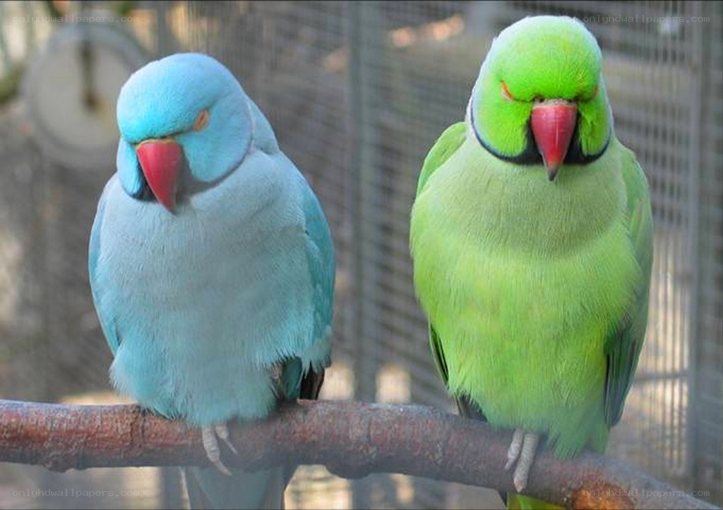 Two colorful parrots on a branch