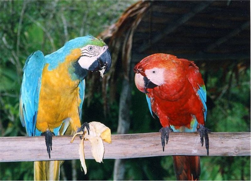 Two colorful parrots on a branch
