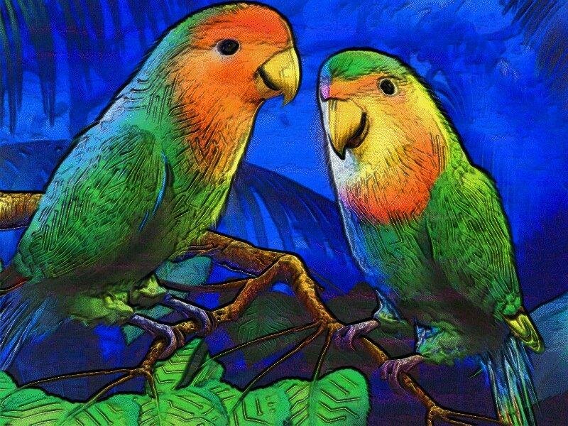 Two colorful parrots on a branch