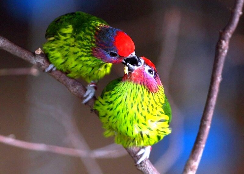 Two colorful parrots on a branch