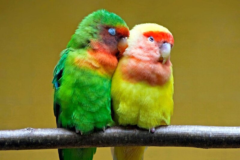 Two colorful parrots on a branch