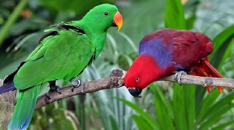 Two colorful parrots on a branch