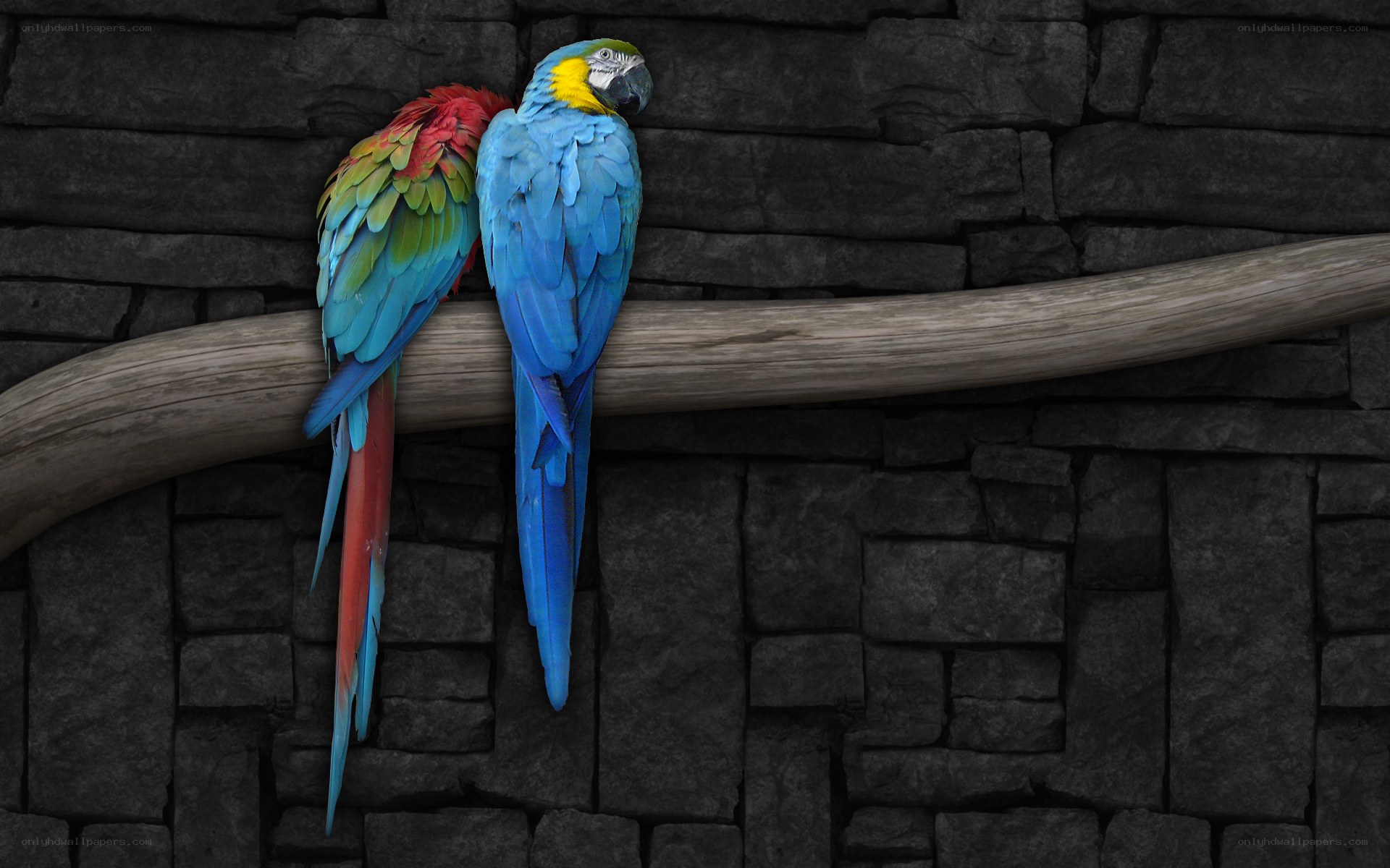 Two colorful parrots on a branch