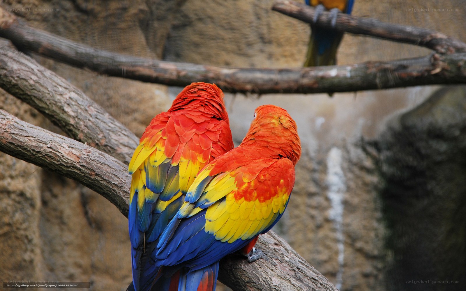 Two colorful parrots on a branch