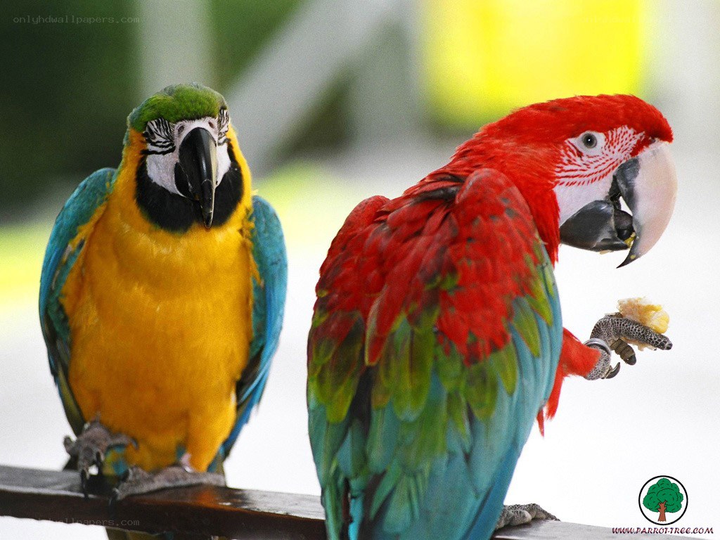 Two colorful parrots on a perch