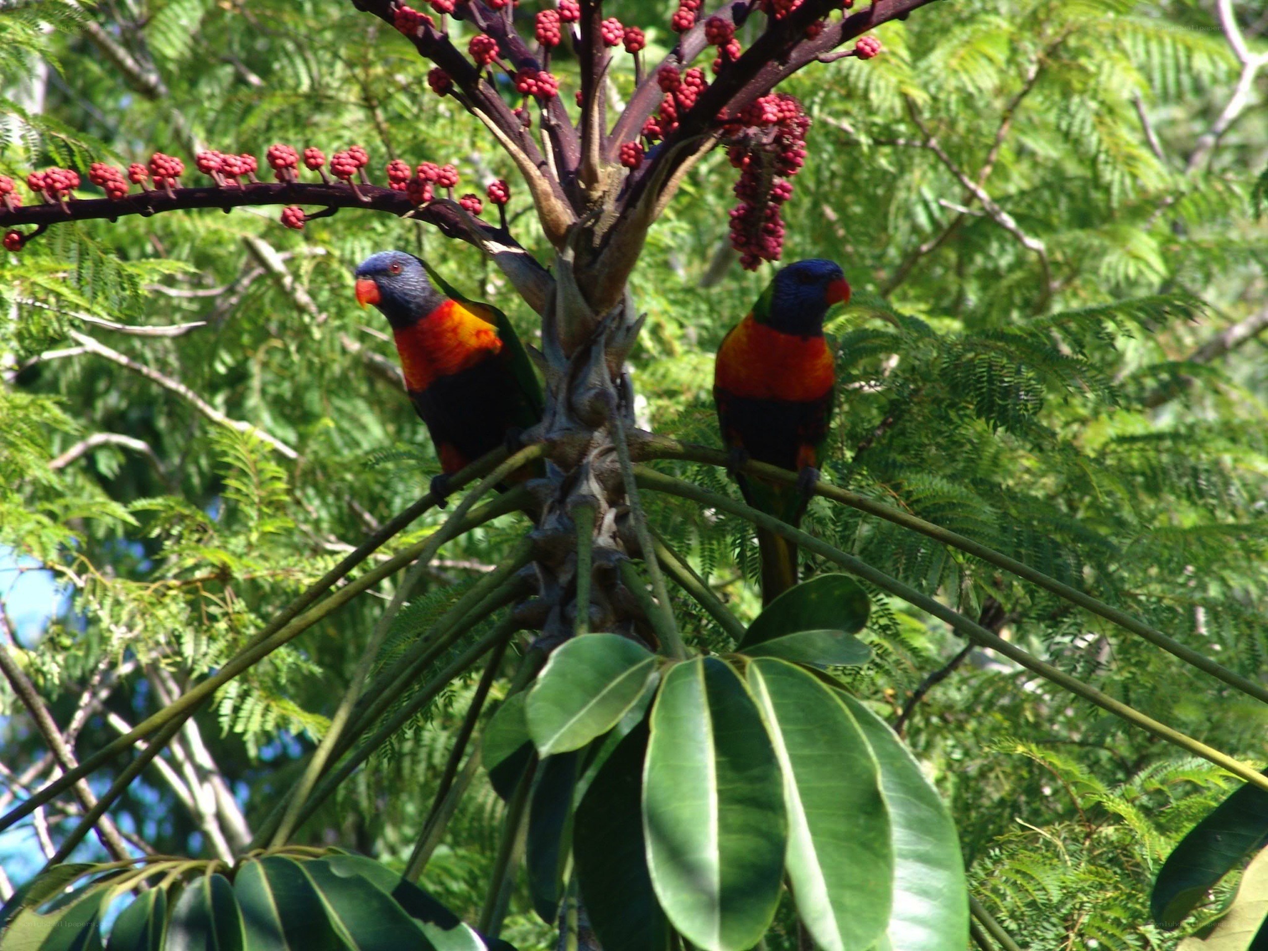 Two colorful parrots on a tree
