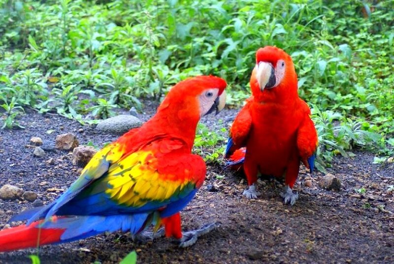 Two colorful parrots on the ground