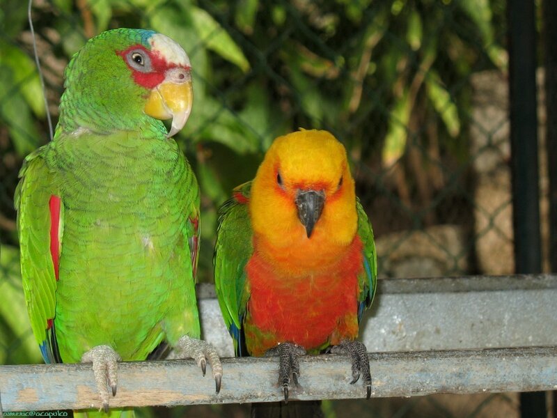Two colorful parrots perched