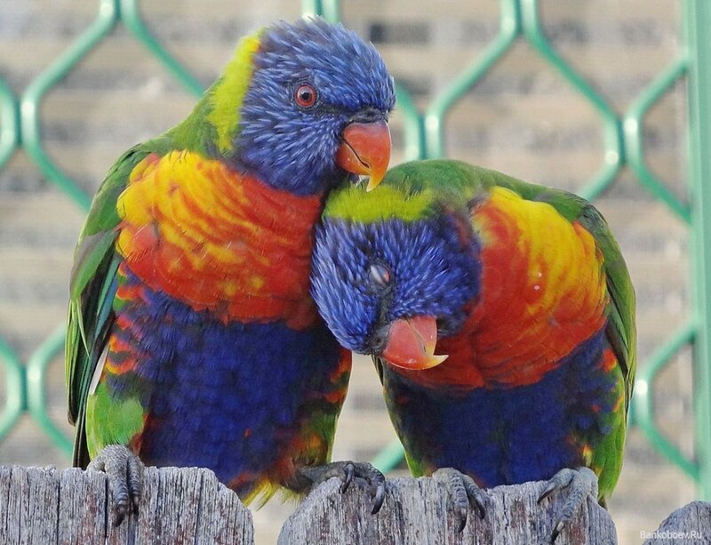 Two colorful parrots perched together