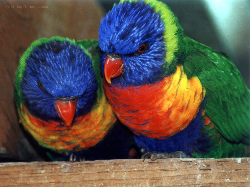 Two colorful parrots perched together