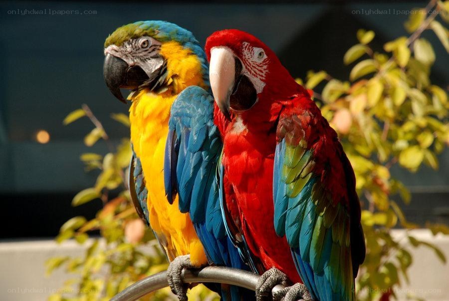 Two colorful parrots perched together