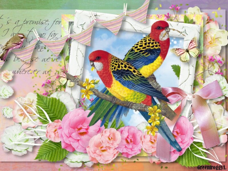 Two Colorful Parrots — Pink
