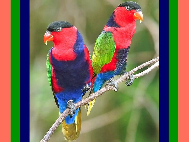 Two Colorful Parrots — Red, Calm, Photograph